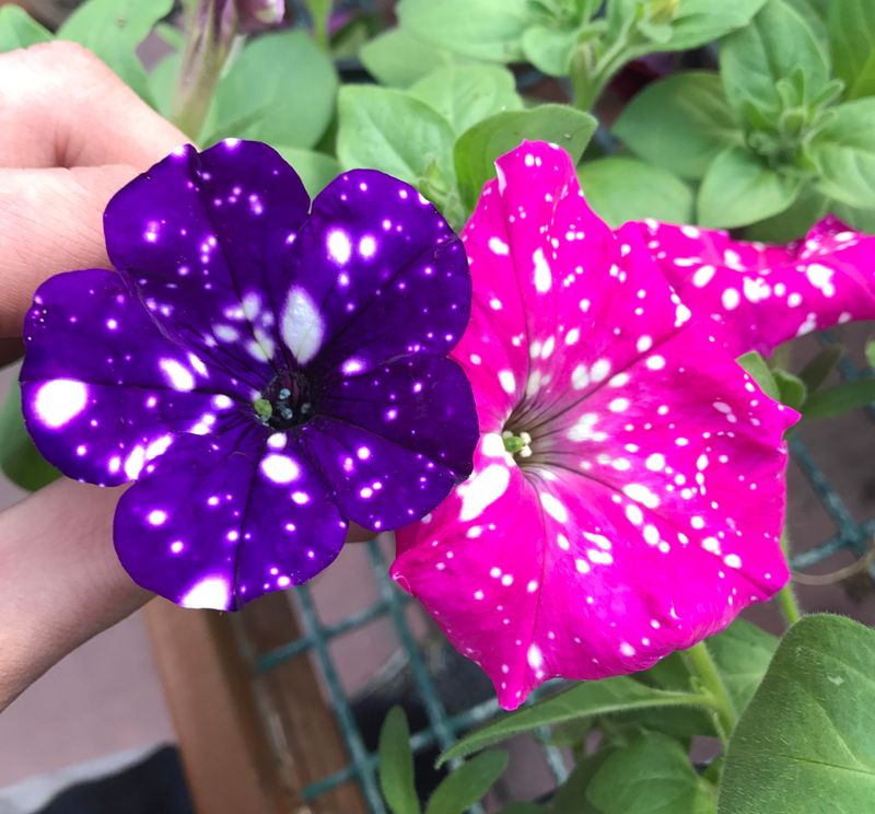 Long Blooming Season Provides Months of Beauty