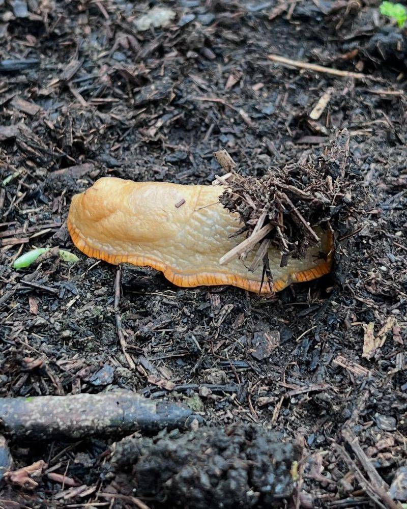 Deters Common Garden Pests Naturally