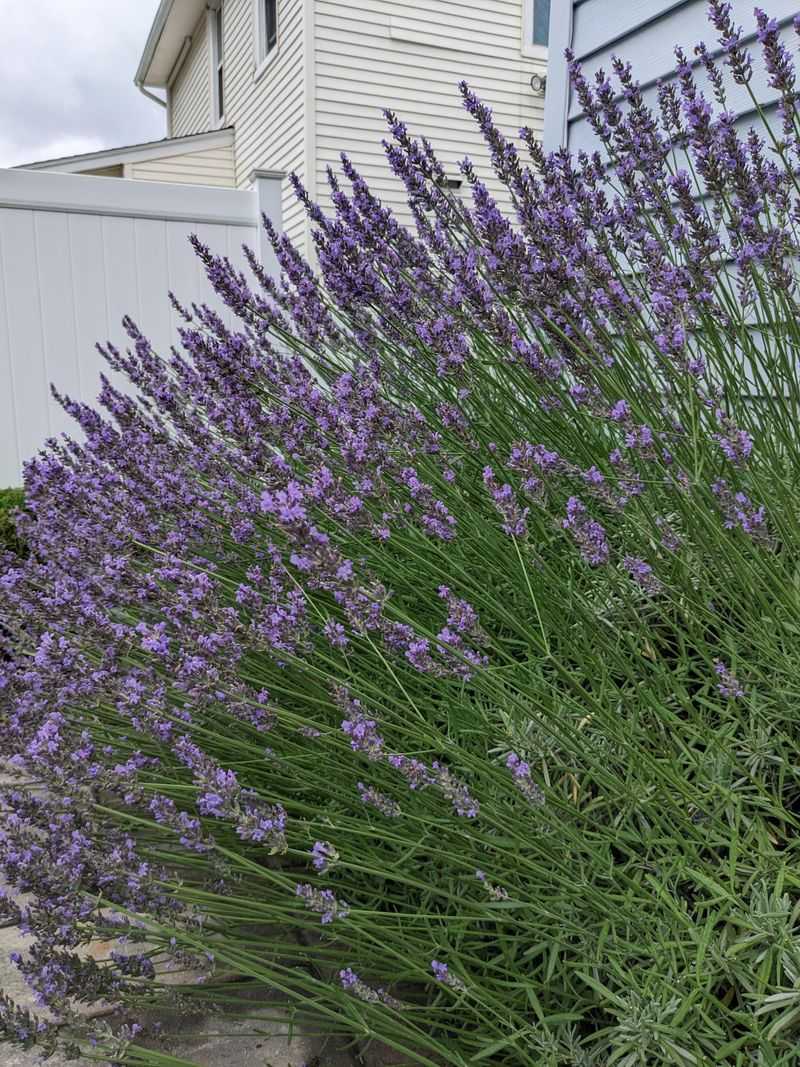 Aromatic Ambiance For Outdoor Living