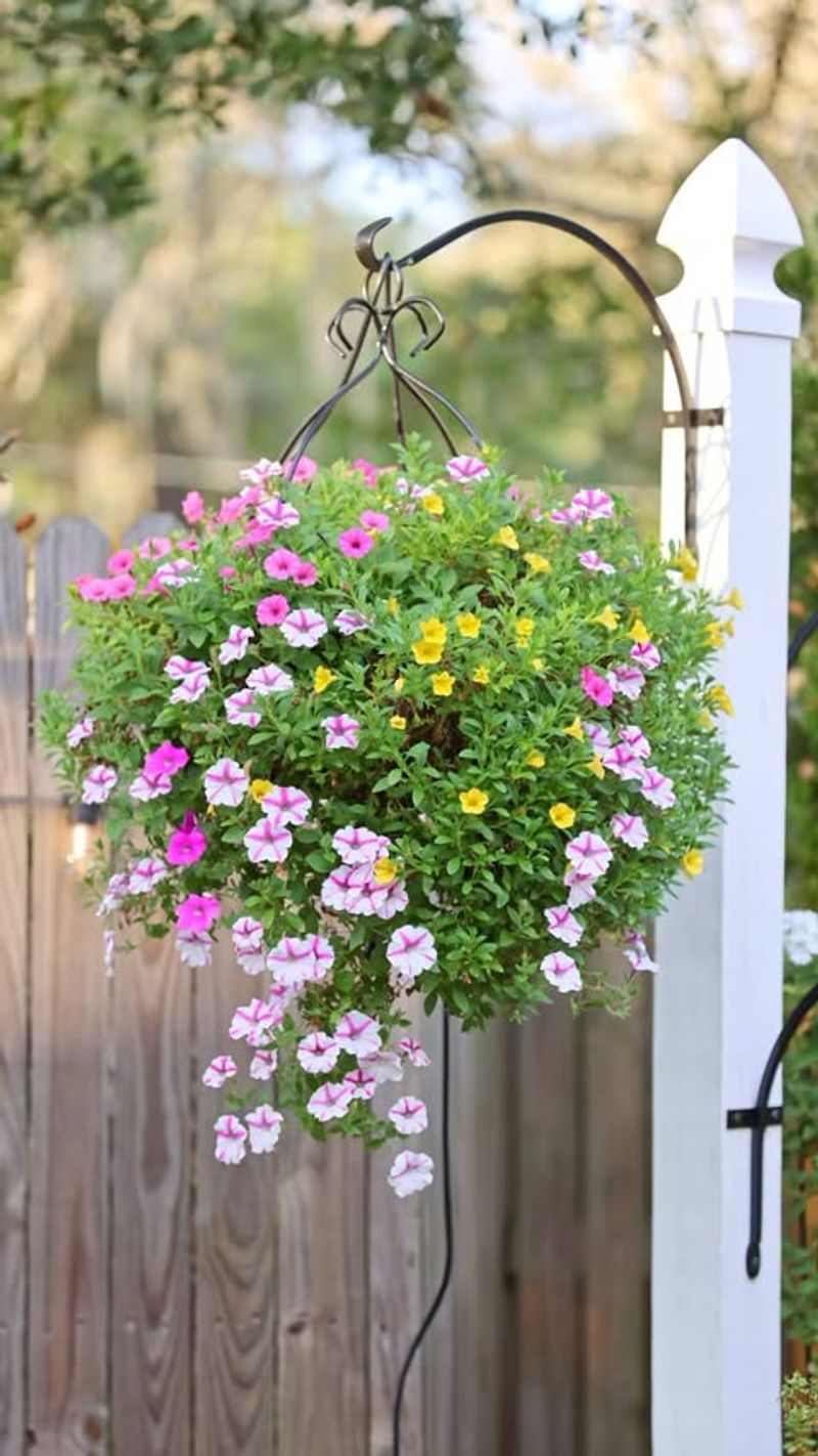 Perfect for Containers and Hanging Baskets