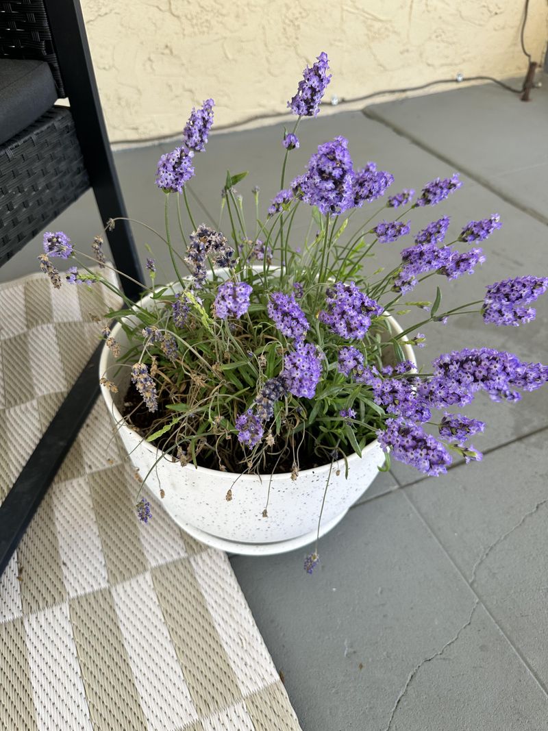 Low Maintenance Year-Round