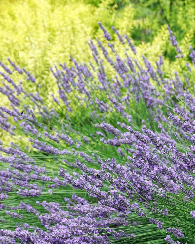 Creates Calming Aromatherapy