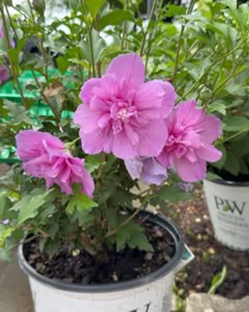 Grows Tall Enough For Privacy Screening