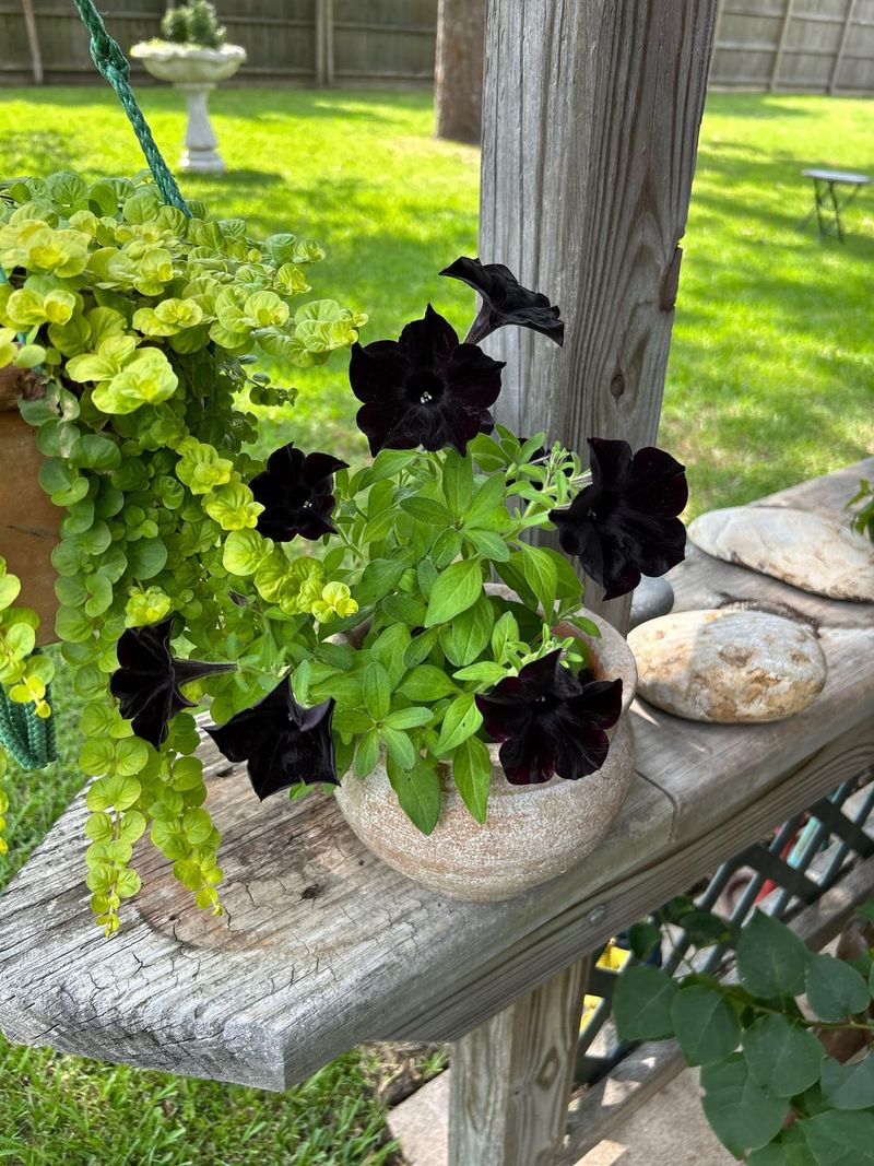 Affordable Way To Refresh Your Outdoor Space