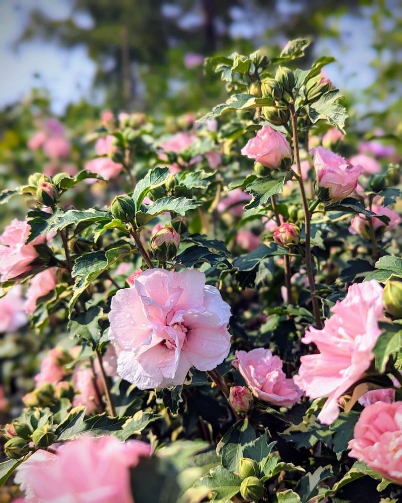 Grows Tall Enough For Privacy Screening