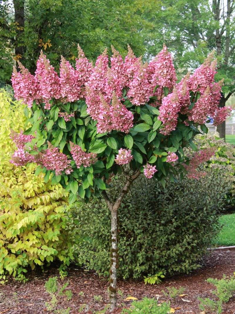 Perfect Cut Flowers For Indoor Arrangements