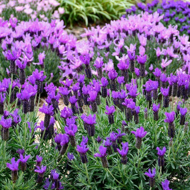 Beautiful Purple Blooms Year After Year