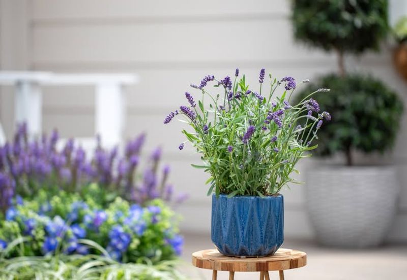 Low Maintenance Beauty