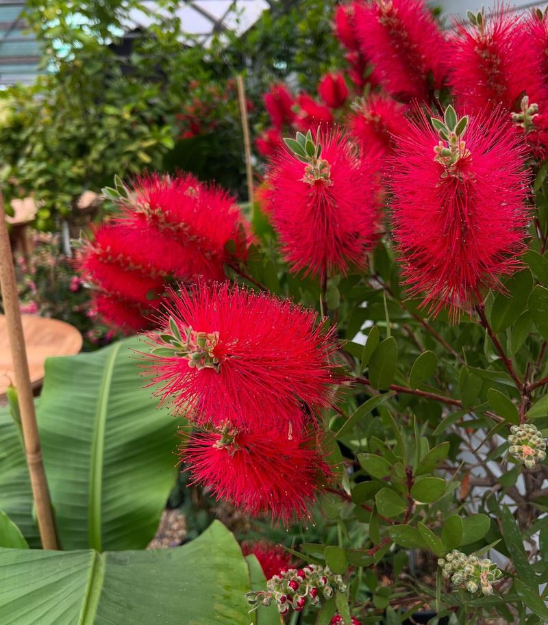 Low Maintenance Once Established