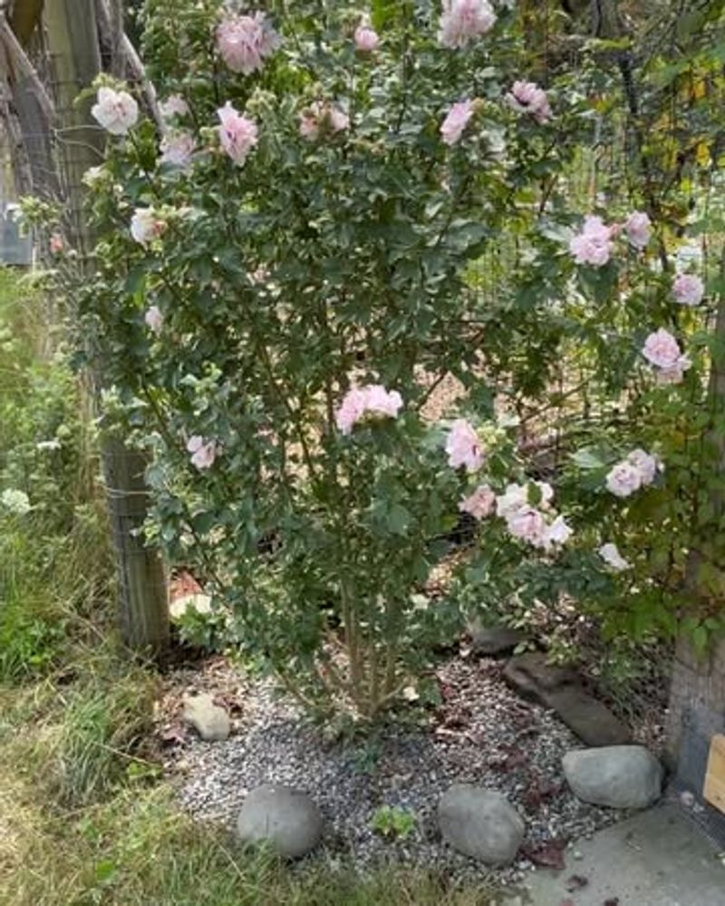 Requires Minimal Maintenance and Care