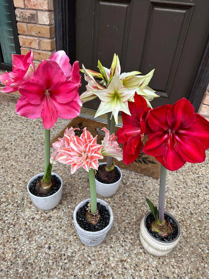 Grows Successfully in Containers for Flexibility