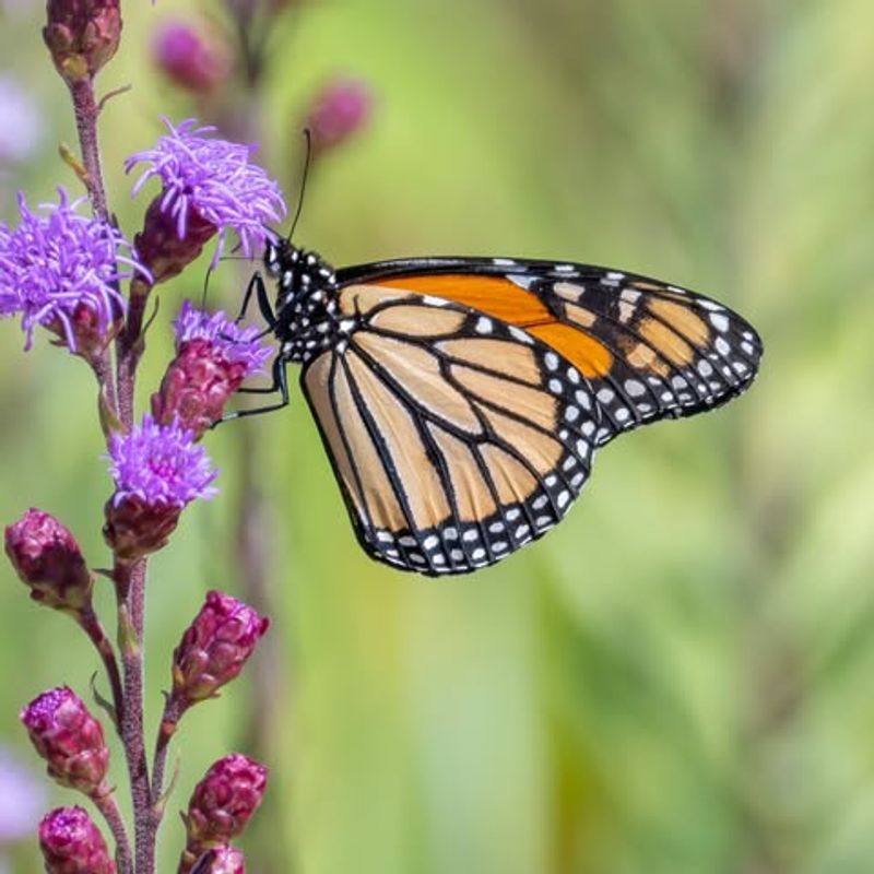 Easy To Grow From Seeds Or Plant Divisions