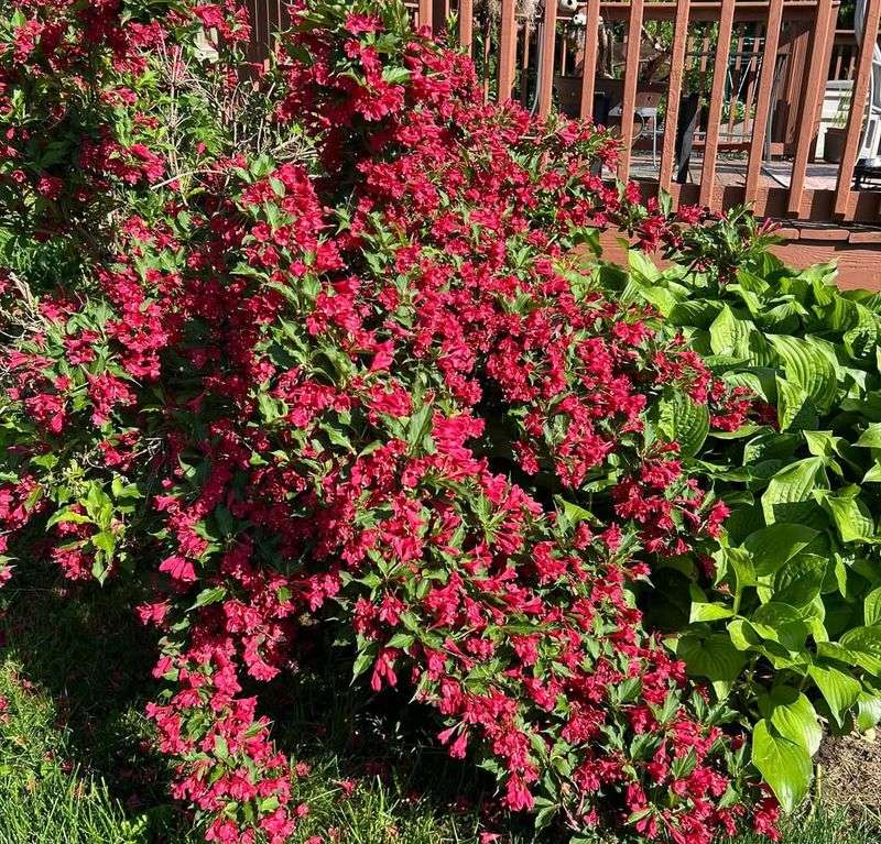 Works Well With Other Garden Plants