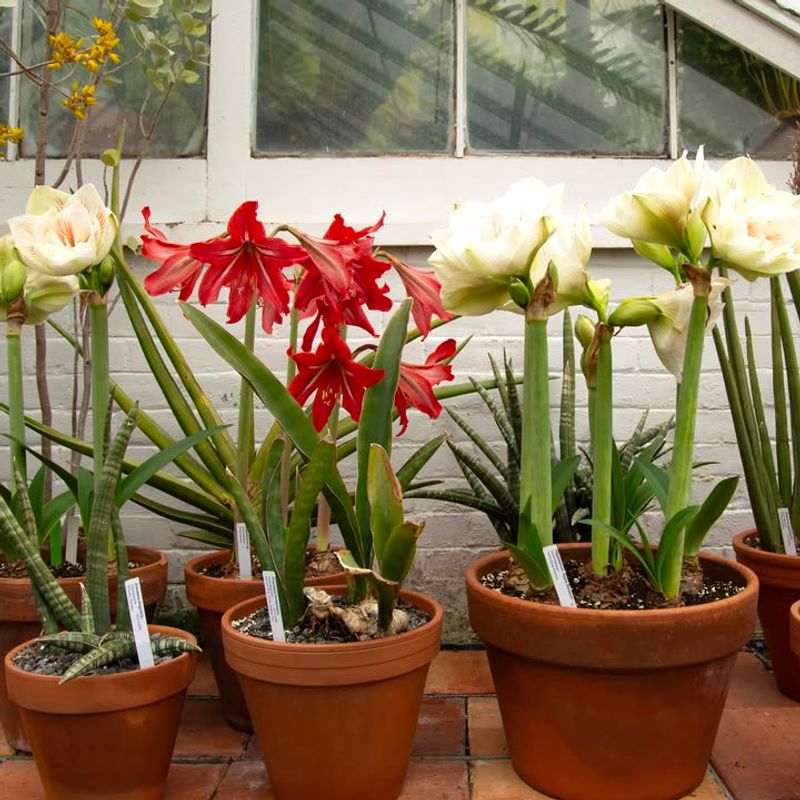 No Chilling Required