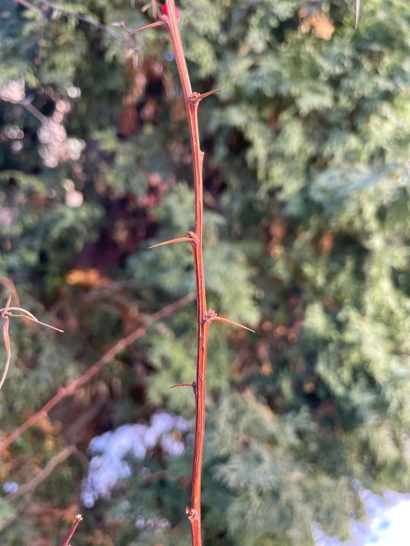 Thorny Branches Discourage Regular Maintenance