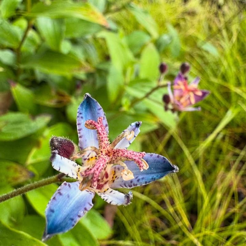 Toad Lily