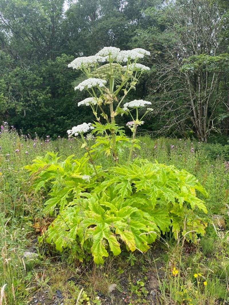 Giant Hogweed