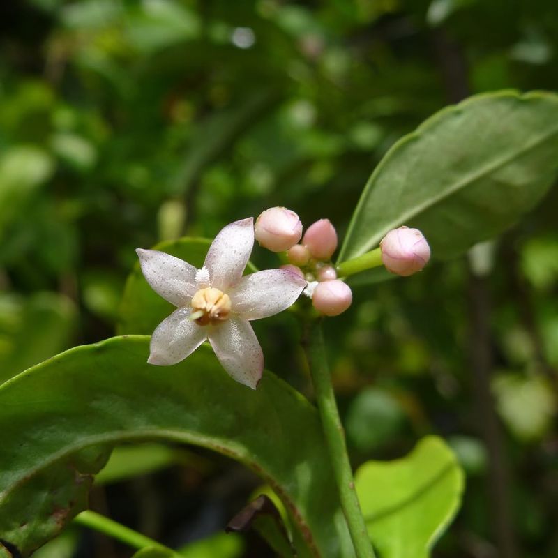 Coral Ardisia