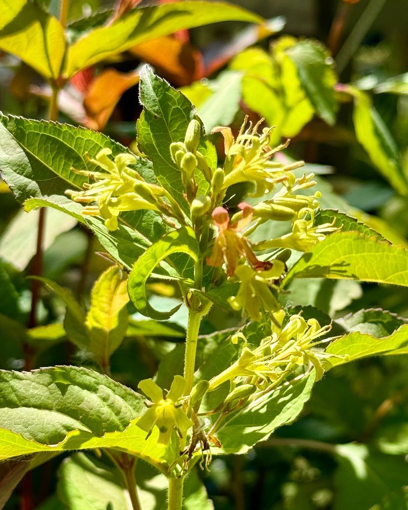 Bush Honeysuckle (Lonicera species)