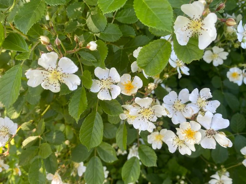 Multiflora Rose (Rosa multiflora)