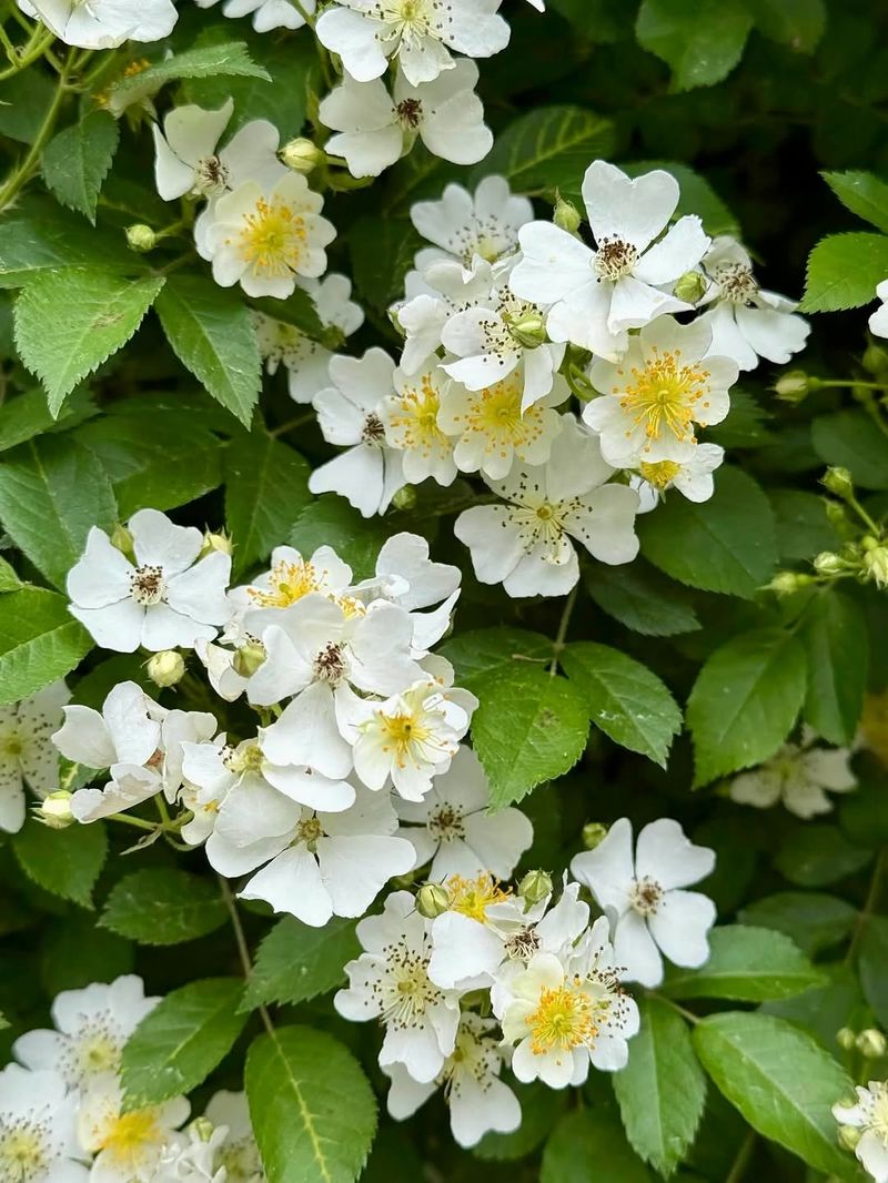 Multiflora Rose