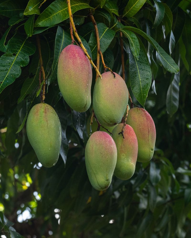 Mango Trees