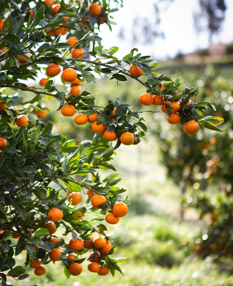 Citrus Trees