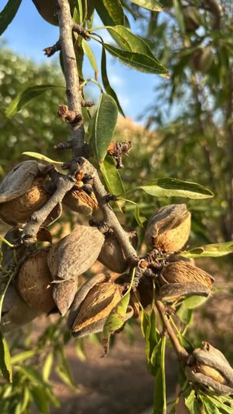 Almond Trees