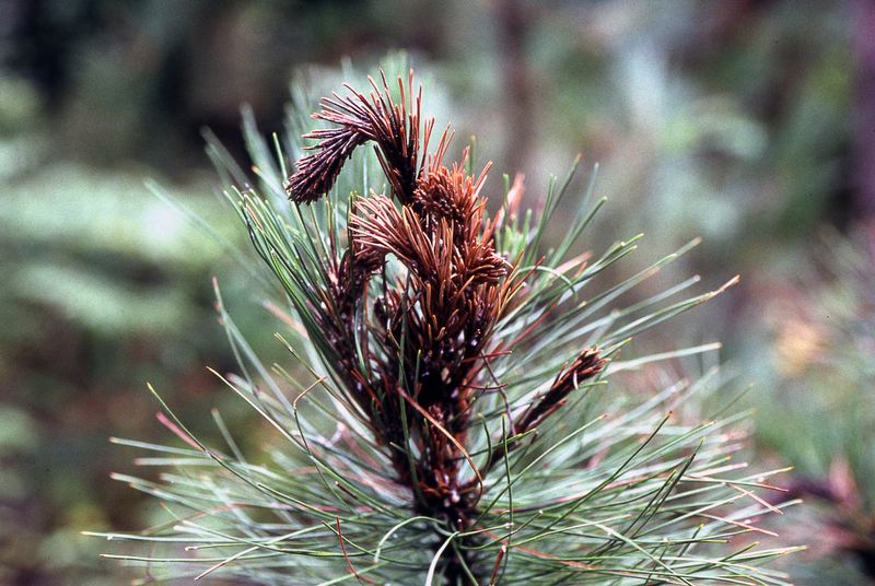 Pine Trees From Quarantine Zones