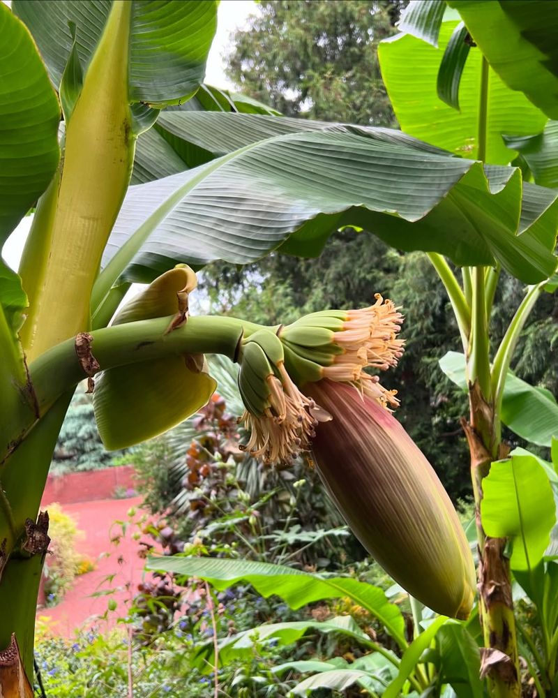 Banana Plants