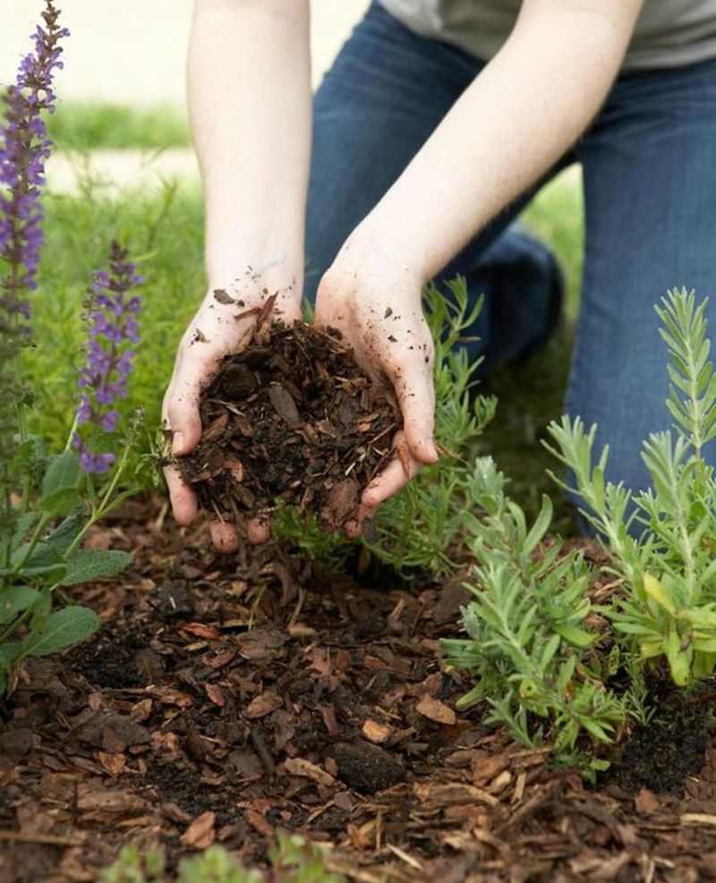 Apply Light Mulch After Pruning