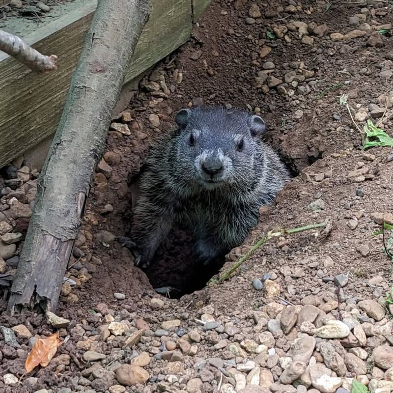 Use Natural Repellents To Discourage Visits