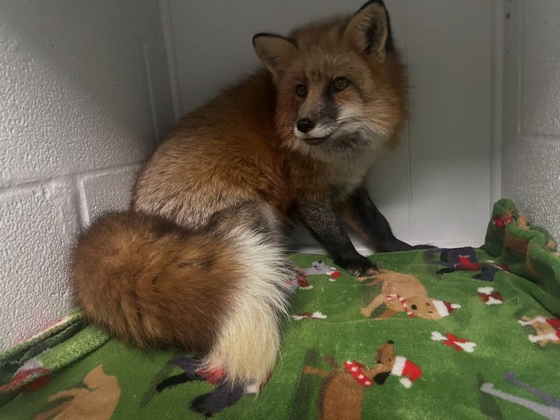 Contact Wildlife Control if Necessary