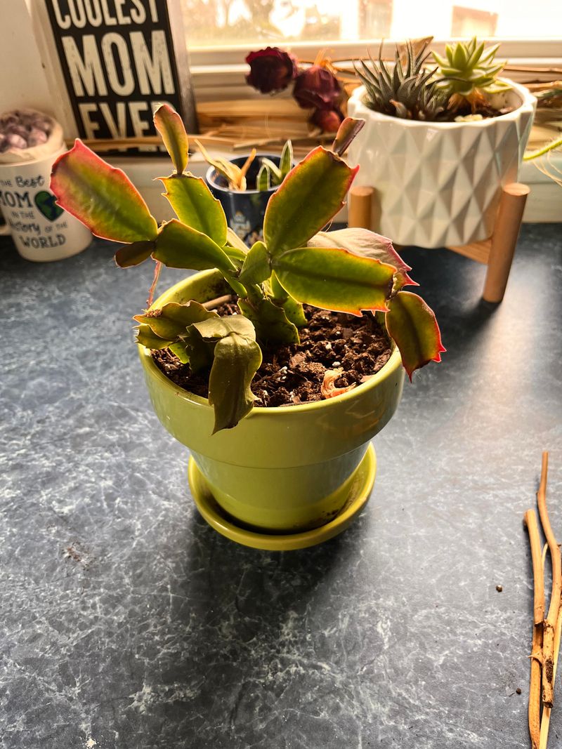 Maintain Proper Humidity Levels