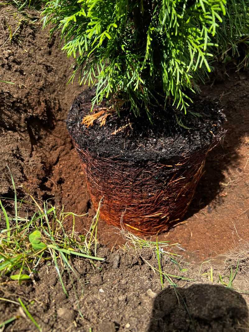 Protect Roots With Proper Drainage