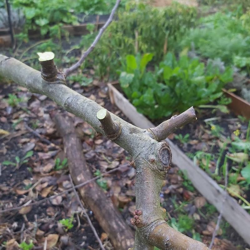 Understanding Your Tree Species Matters