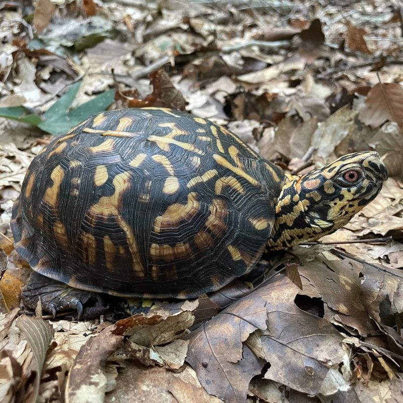 Keep Pets And Children At A Safe Distance