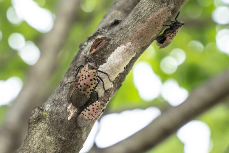 Spotted Lanternfly lays eggs on tree