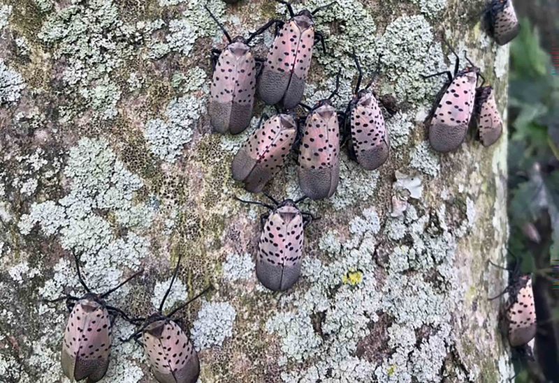Tree Of Heaven Acts As A Lanternfly Nursery
