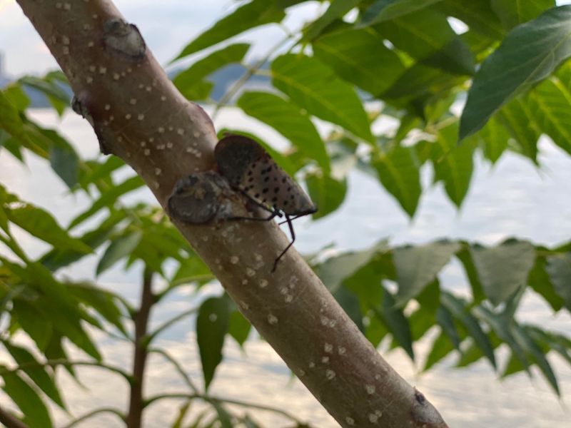 It Attracts Spotted Lanternflies Like a Magnet