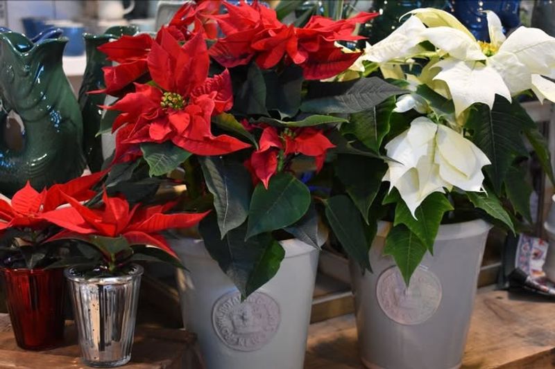 The Doorway Dilemma During Holidays