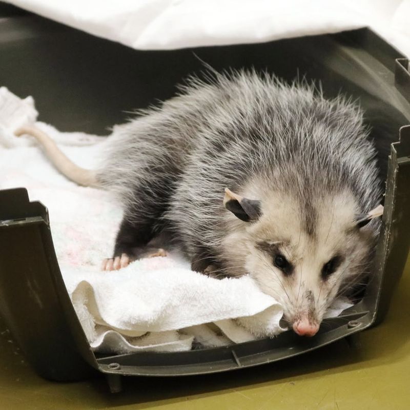 DIY Trapping Has Serious Risks