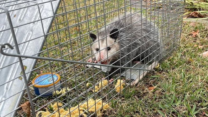 Professional Removal Costs More Than Prevention