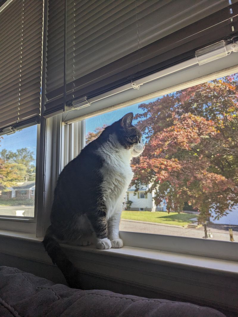 Bring Pets And Small Children Inside Immediately