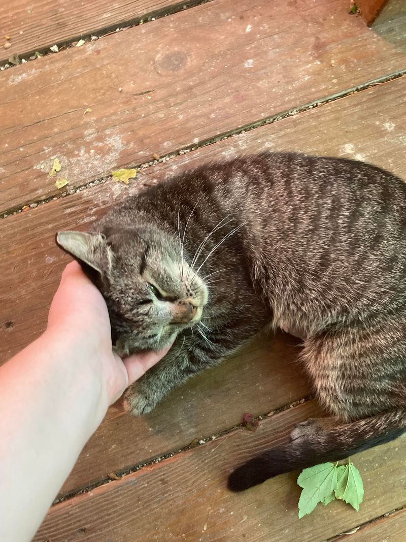 Bring Pets and Children Inside Immediately