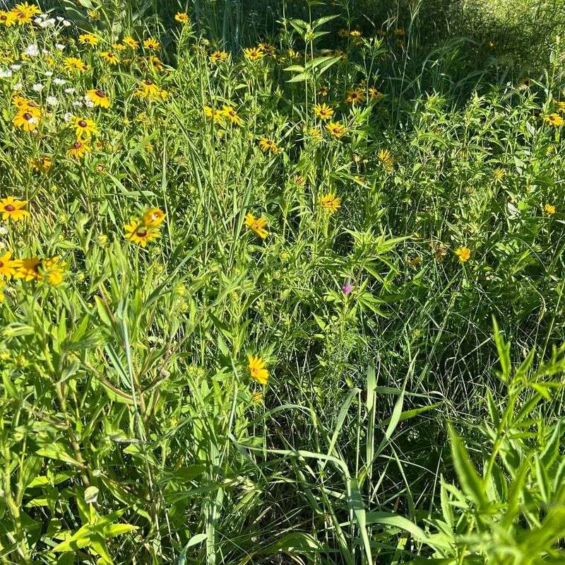 Native Wildflower Meadows