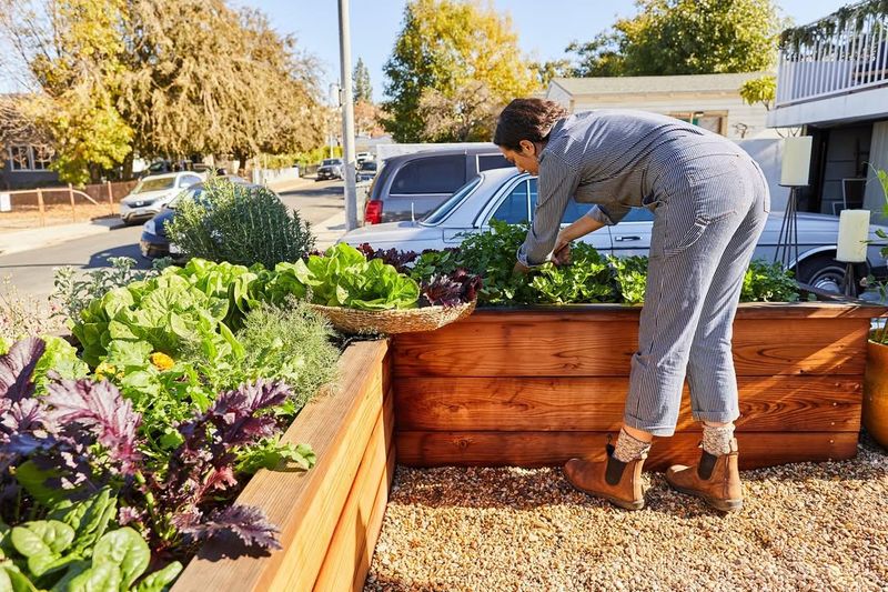 Front Yard Vegetable Gardens