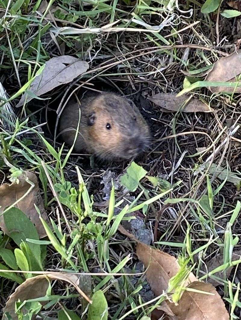 Pocket Gophers Leave Telltale Dirt Fans