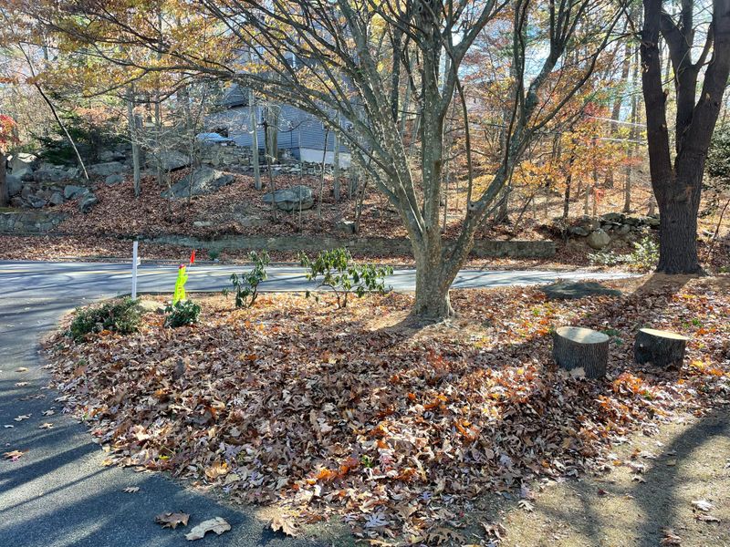 Abandoned Leaf Piles From Storms