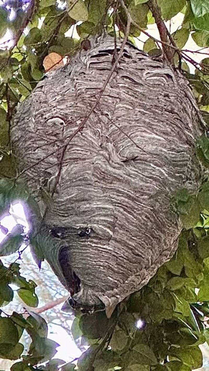 Bald-Faced Hornet Nests Command Respect